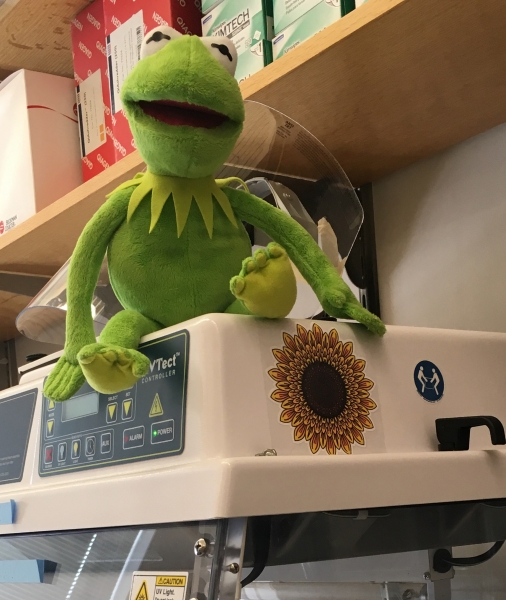 kermit